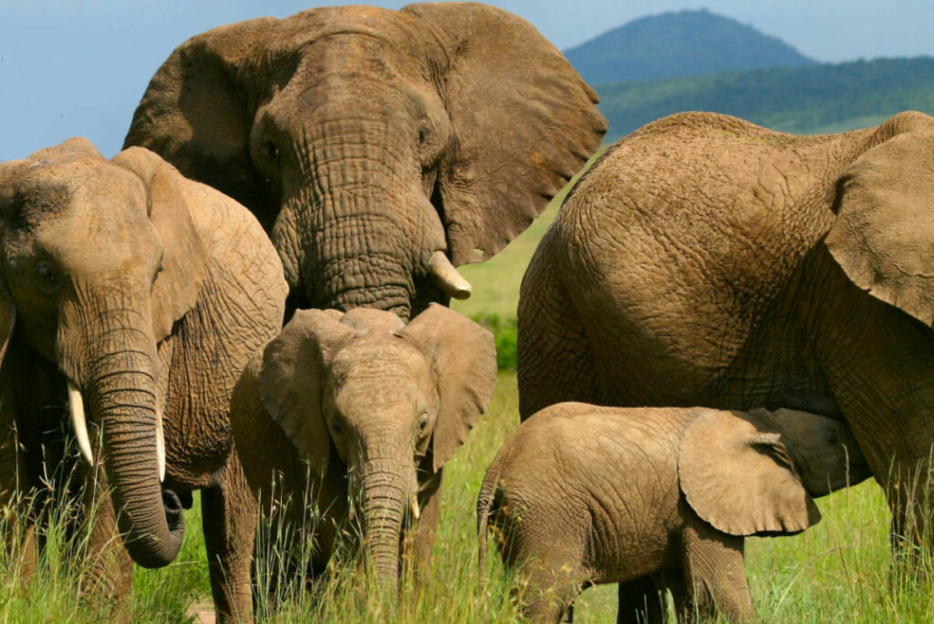 elefantes-masai-mara